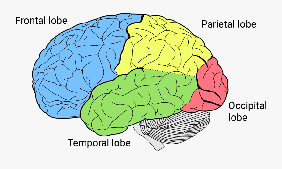 Brain Clipart Cerebrum Png - 4 Lobes Of The Brain, Transparent Clipart