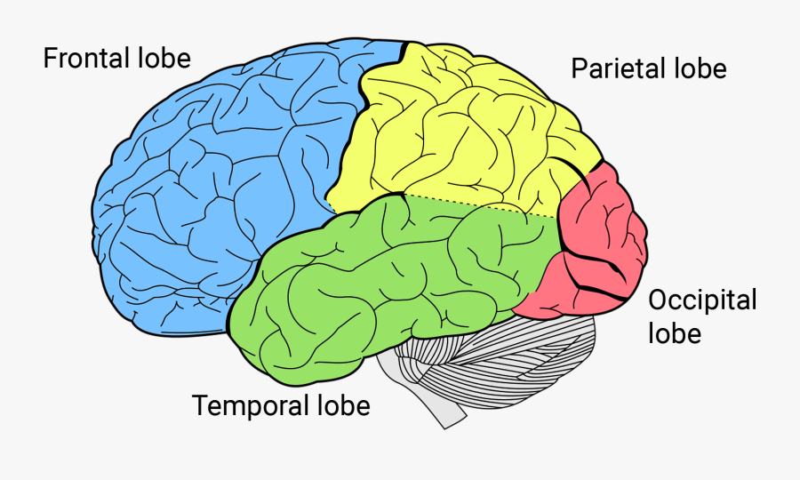 Brain Clipart Cerebrum Png - 4 Lobes Of The Brain , Free Transparent ...