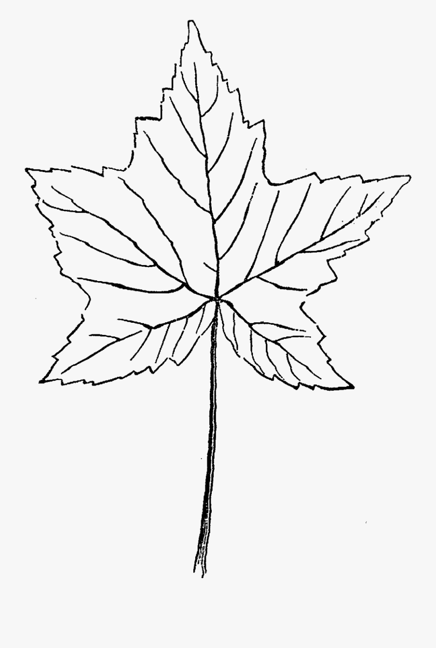 Maple Leaf Illustration Download Botanical Art - Sketch, Transparent Clipart