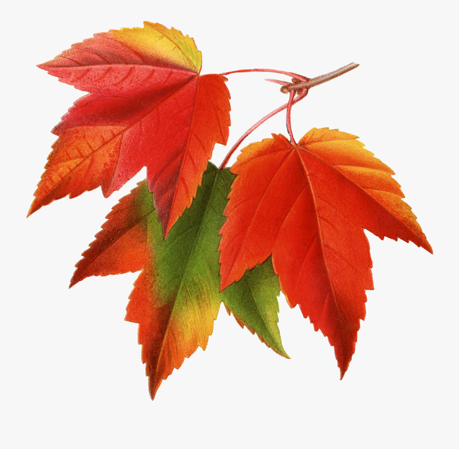 Canada Japanese Maple Red Maple Maple Leaf Clip Art - Fall Leaves Png, Transparent Clipart