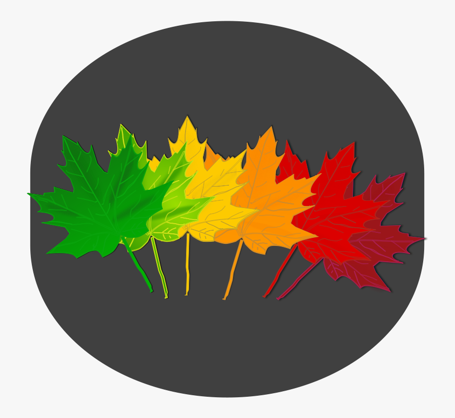 Tree,plant,leaf - Maple Leaf Shades, Transparent Clipart