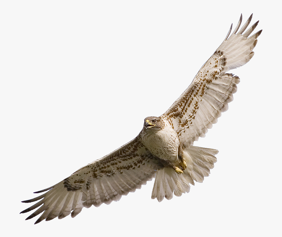 Hawk Clipart 5 Image - Hawk Flying Transparent Background, Transparent Clipart