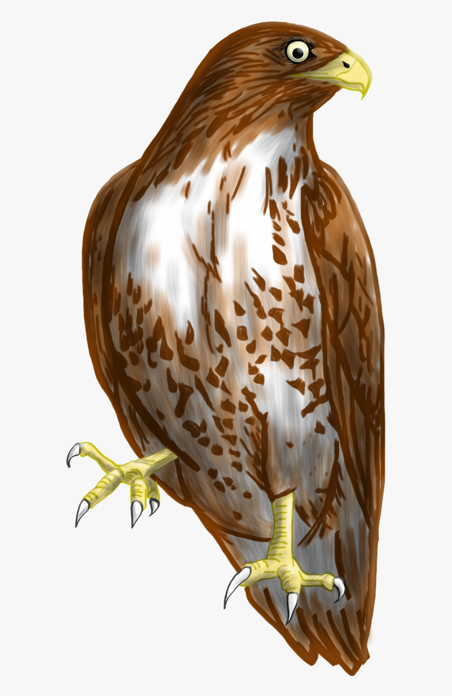 Transparent Background Hawk Clipart, Transparent Clipart