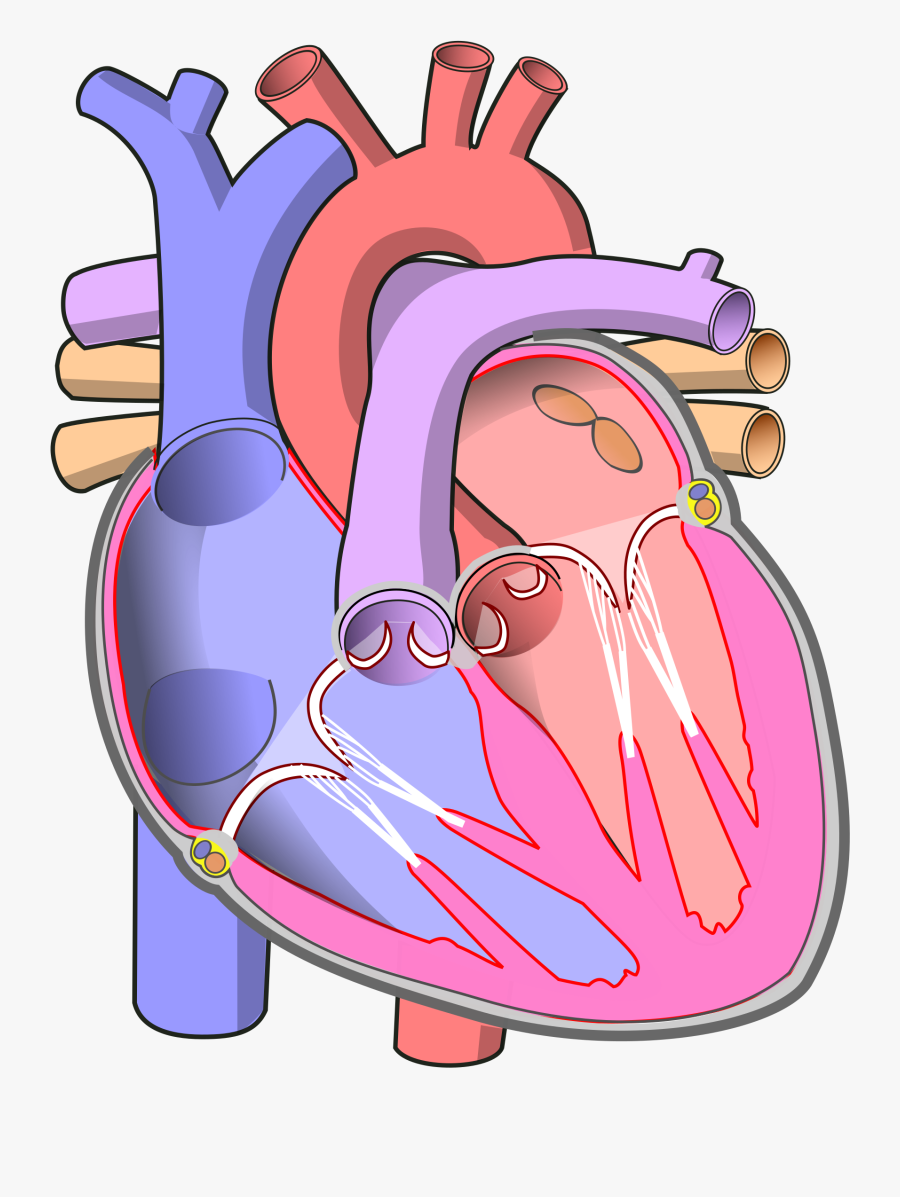 Clip Art File Diagram Of The - Human Heart Without Labels, Transparent Clipart