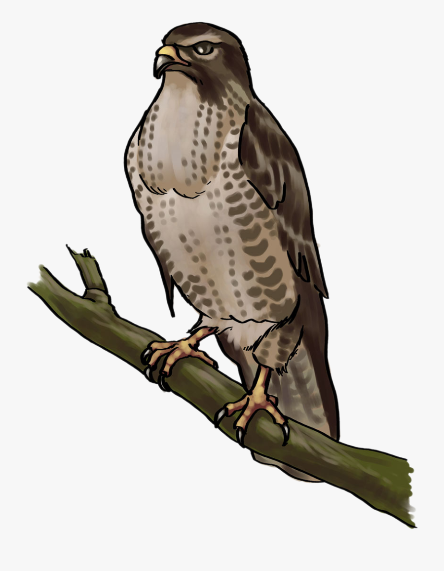 Cooper"s Hawk Clipart Transparent - Hawk Clip Art, Transparent Clipart