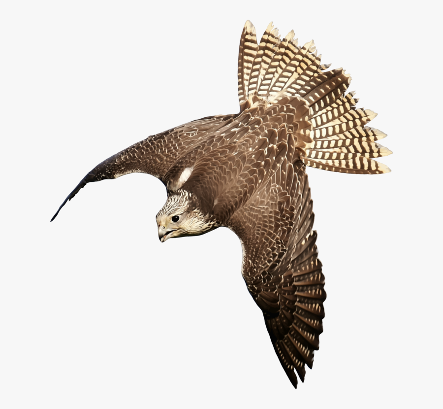 Eagle,wildlife,buzzard, Transparent Clipart