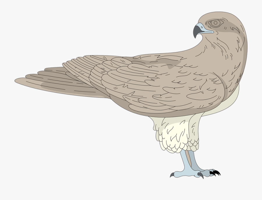 Bird, Hawk, Back, Looking, Brown, Wings, Feathers, Transparent Clipart