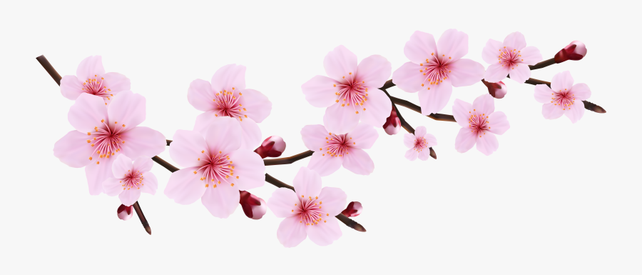 Blossom Spring Pink Twig Transparent Png Clip Art Image, Transparent Clipart