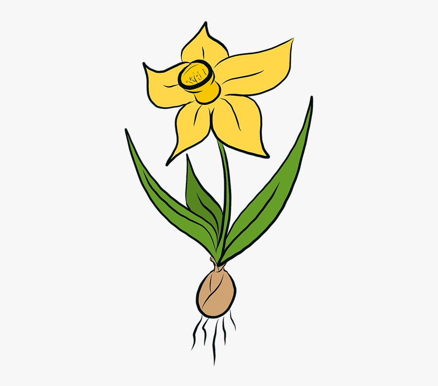Flowers, Daffodil, Daffodils, Yellow, Spring, Easter - Påsklilja Png, Transparent Clipart