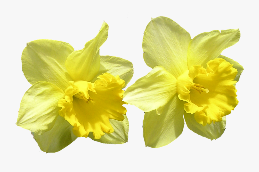 Daffodils Images - Påsklilja Png, Transparent Clipart