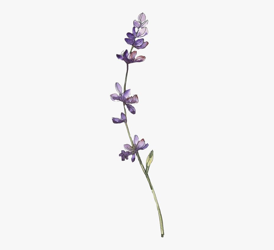 #lavender #lavenderflower #flower #flowers #purpleflowers - Watercolour Lavender, Transparent Clipart