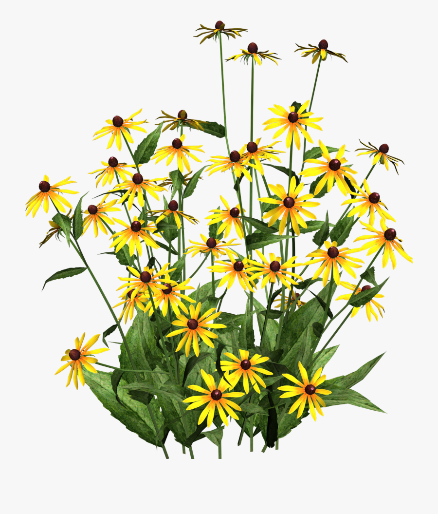 Hi Res Clip Art Pictures To Pin On Pinterest - Black Eyed Susans Clip Art, Transparent Clipart