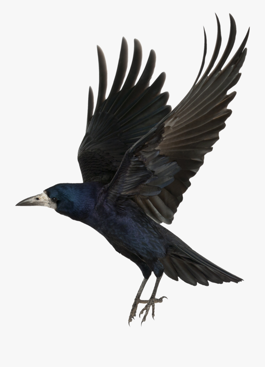 Crow With Transparent Background, Transparent Clipart