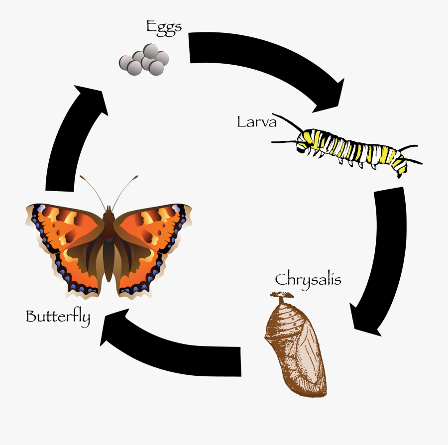 Clip Art Life Freeuse Huge - Butterfly Life Cycle In Sinhala , Free ...
