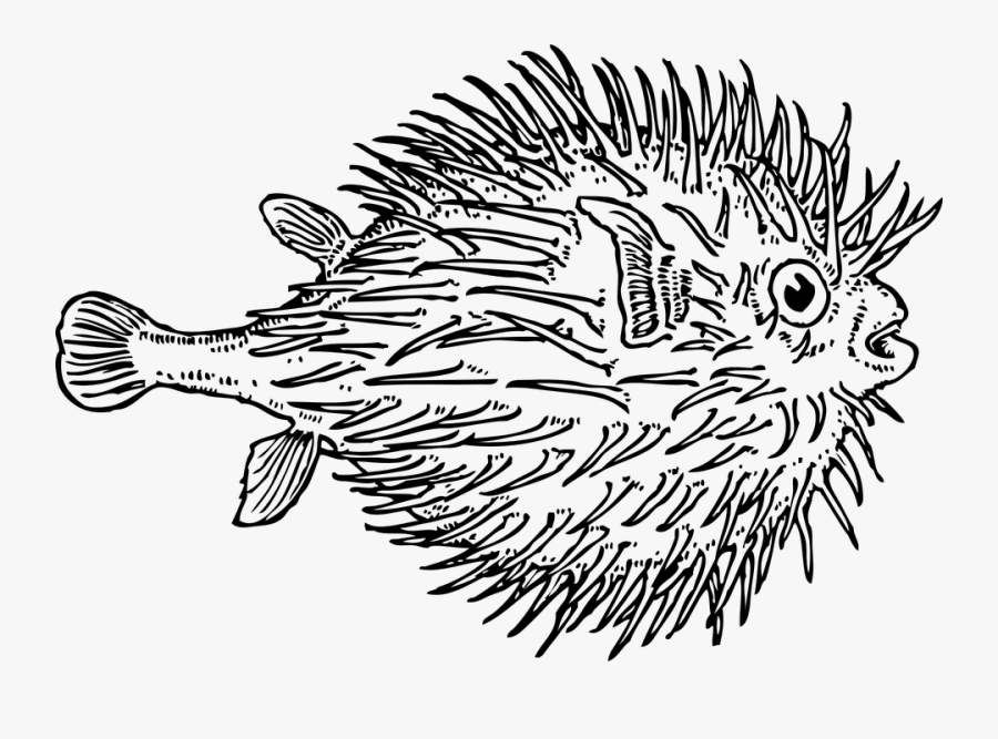 Blowfish Black And White, Transparent Clipart