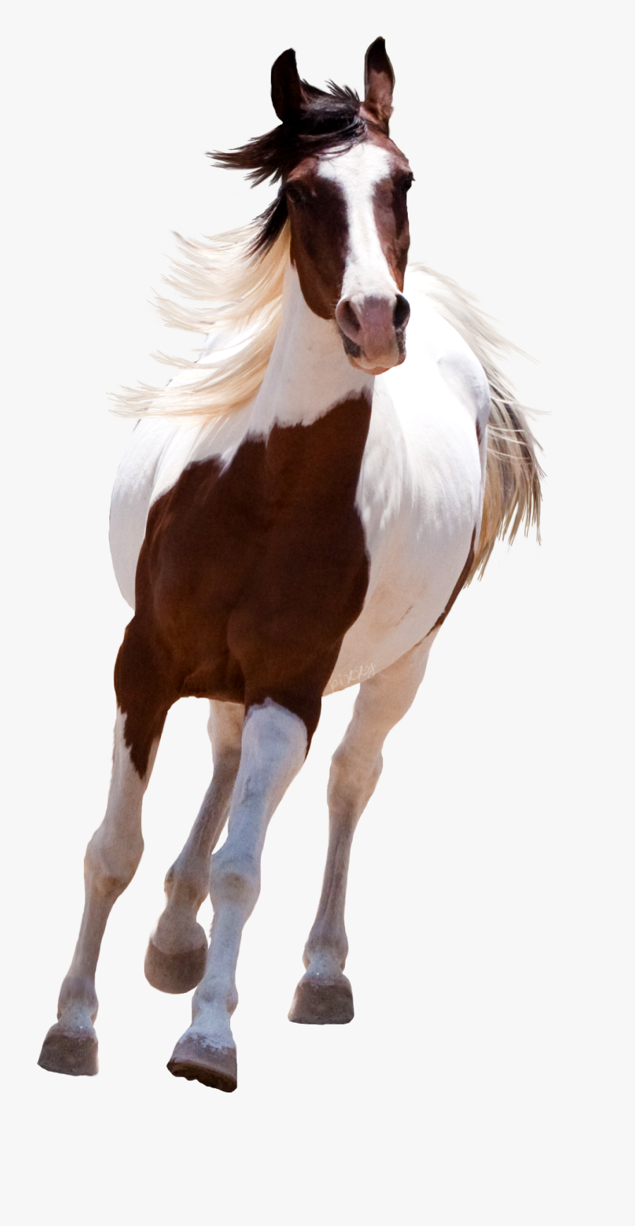 Running Png R No - Picsart Horse Png Hd , Free Transparent Clipart