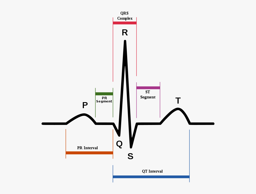 Clip Art How To Read An - Heart Beat P Wave, Transparent Clipart
