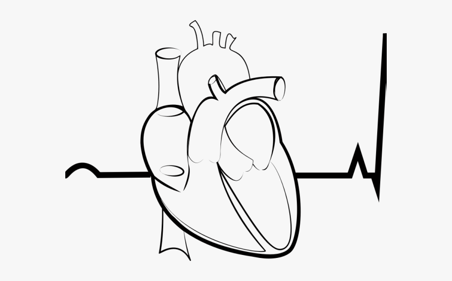 Pulse Clipart Ekg Strip - Human Heart Drawing Png, Transparent Clipart