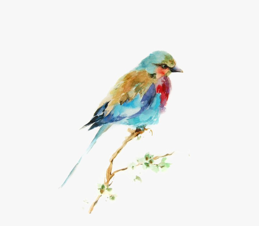 Bird Watercolor Printmaking Drawing Painting Birds - Water Color Bird, Transparent Clipart