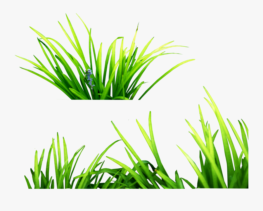 Underwater Clipart Underwate Grass - Grass Png For Picsart, Transparent Clipart