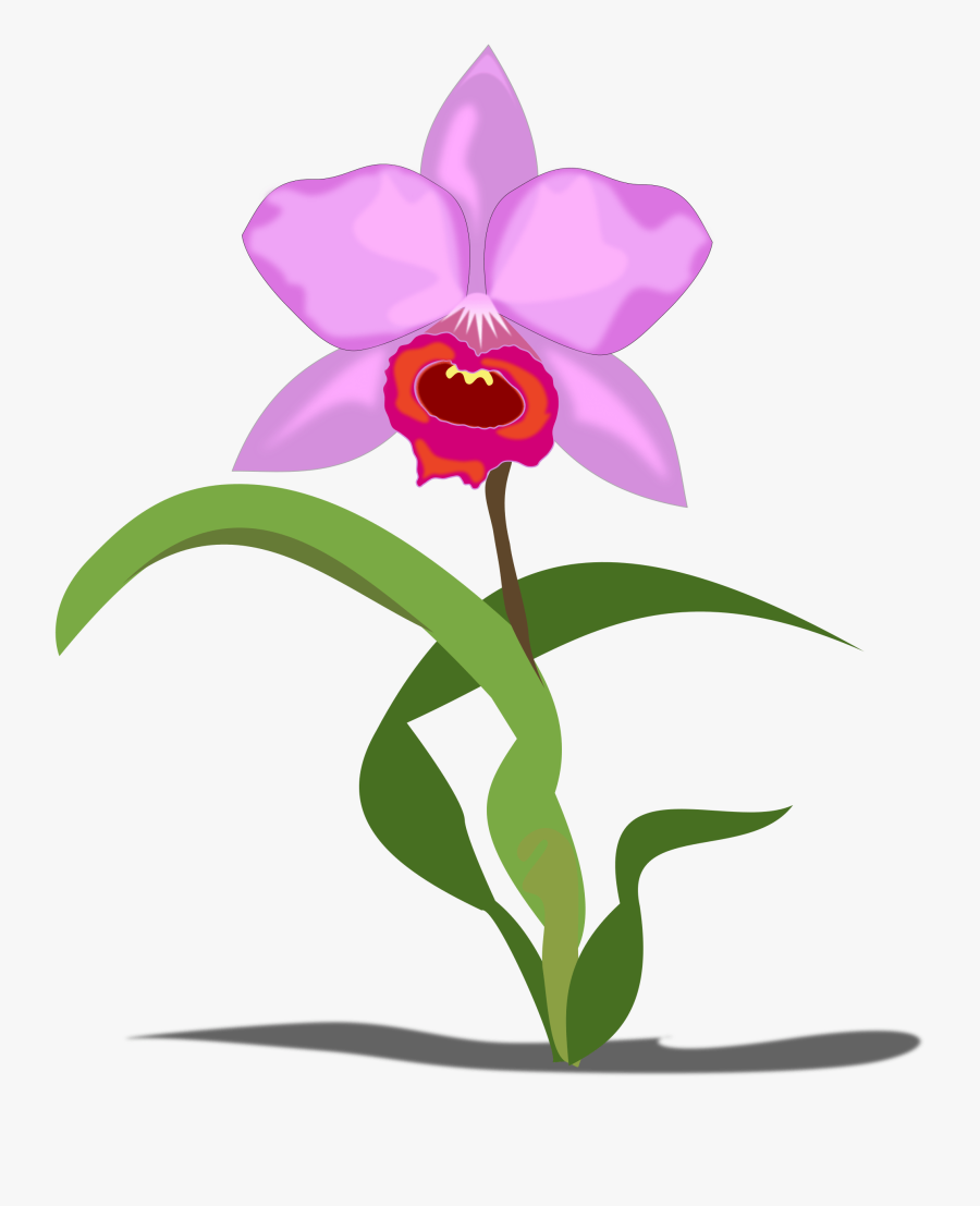 Orchid Species Clipart Clipground Tropical Flower Nails - Orchid Clipart, Transparent Clipart