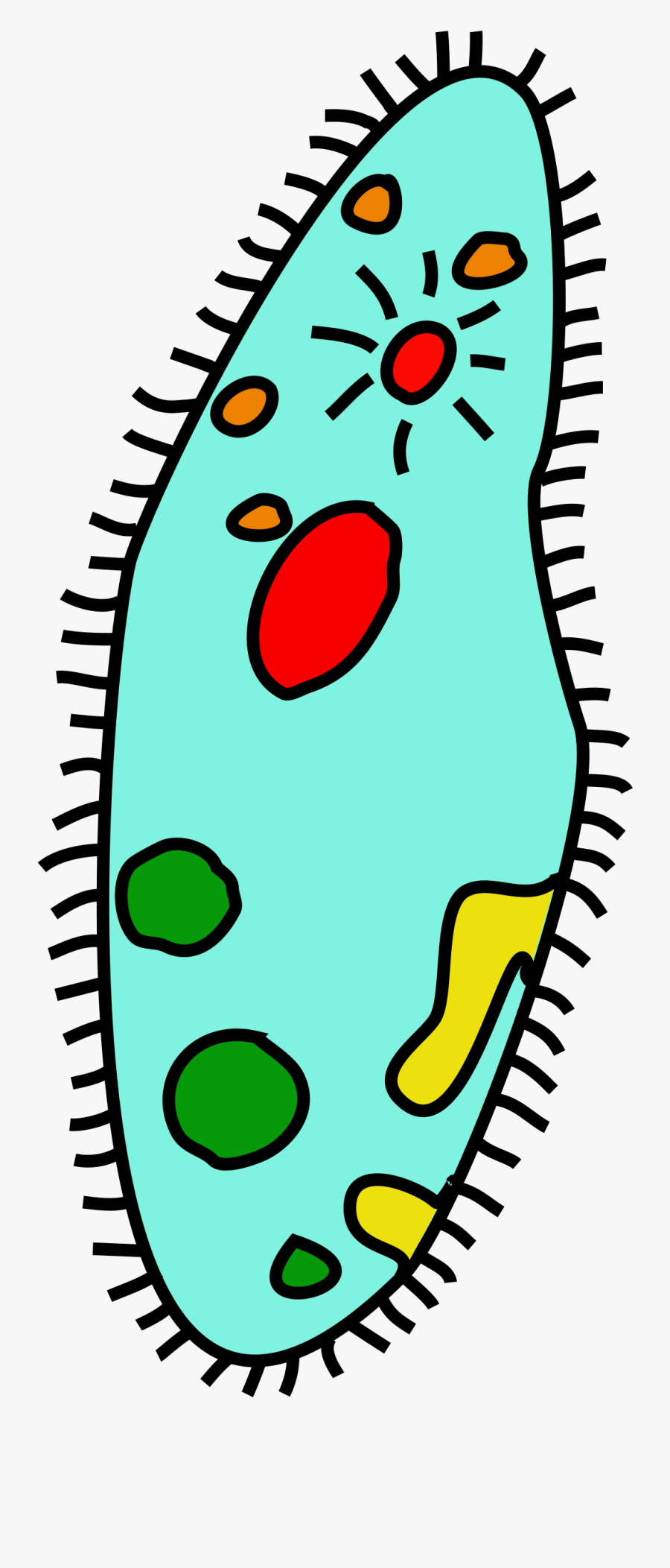 Transparent Library Single Celled Organisms Clipground - Single Celled Organism Clipart, Transparent Clipart