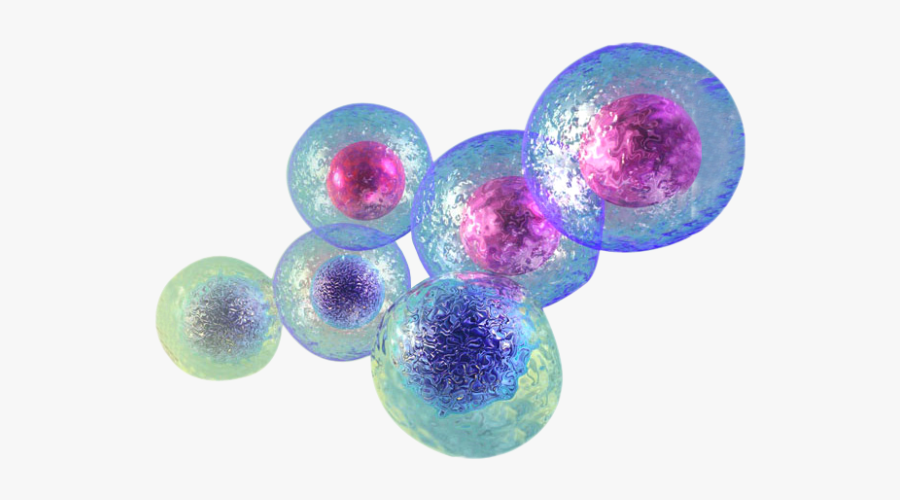 Cells Png - Stem Cells Png , Free Transparent Clipart - ClipartKey