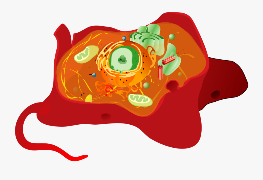 Identify Structures Of Eukaryotic Cells, Transparent Clipart