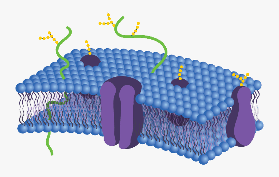 Cells Clipart Cell Membrane - Cell Membrane Not Labeled, Transparent Clipart