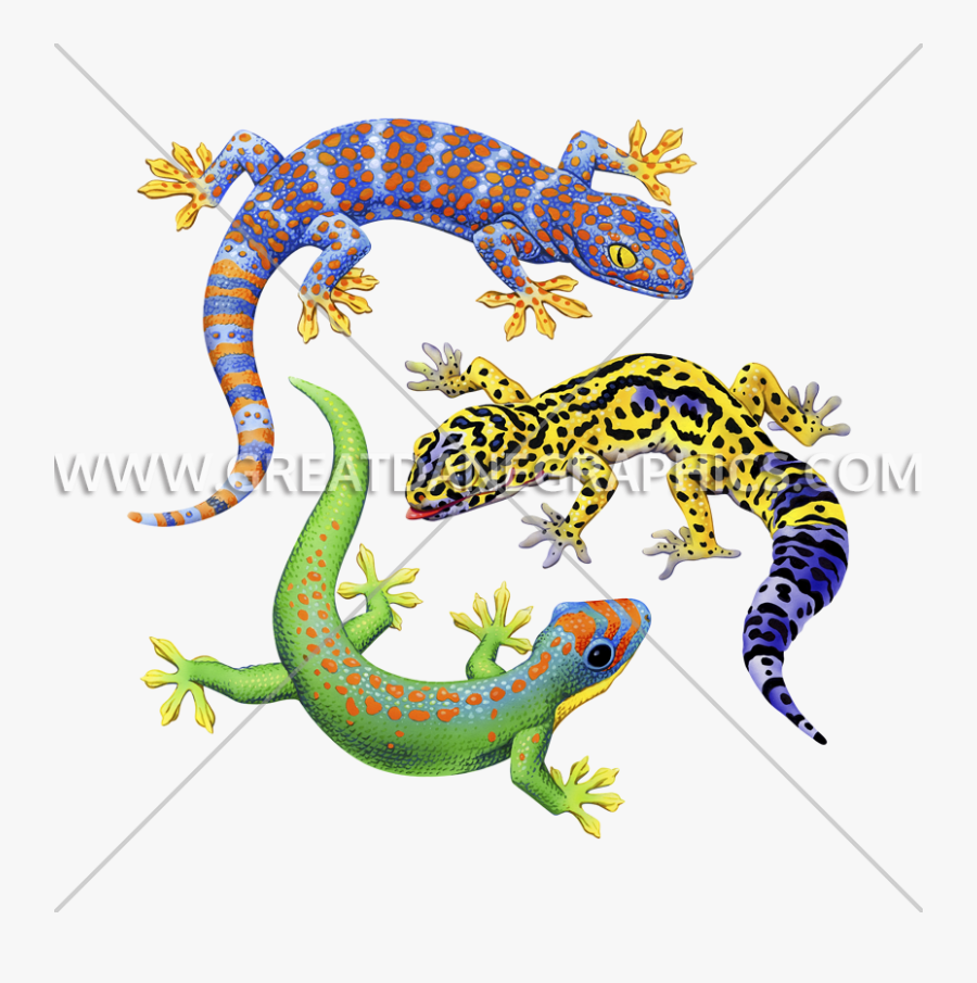 Three Geckos Production Ready - Iguana, Transparent Clipart