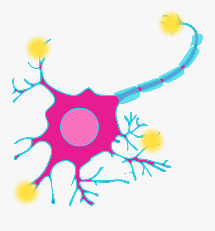 Neuron Cell Diagram, Transparent Clipart
