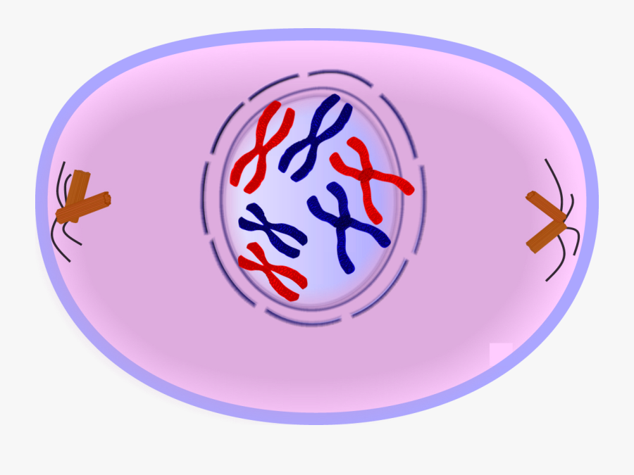 Cells Clipart Easy Prophase Mitosis Png Free Transparent