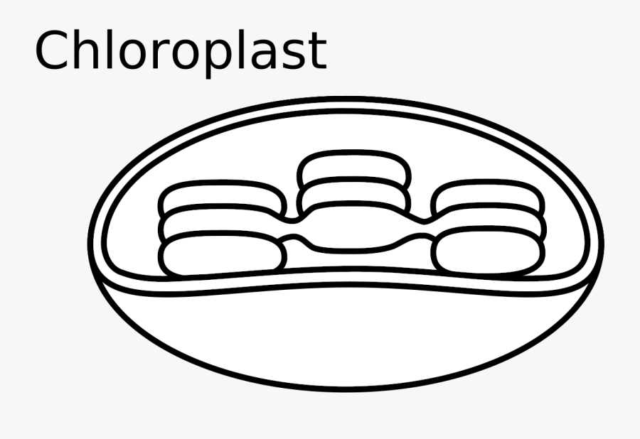 Simple Chloroplast Drawing Sketch Coloring Page