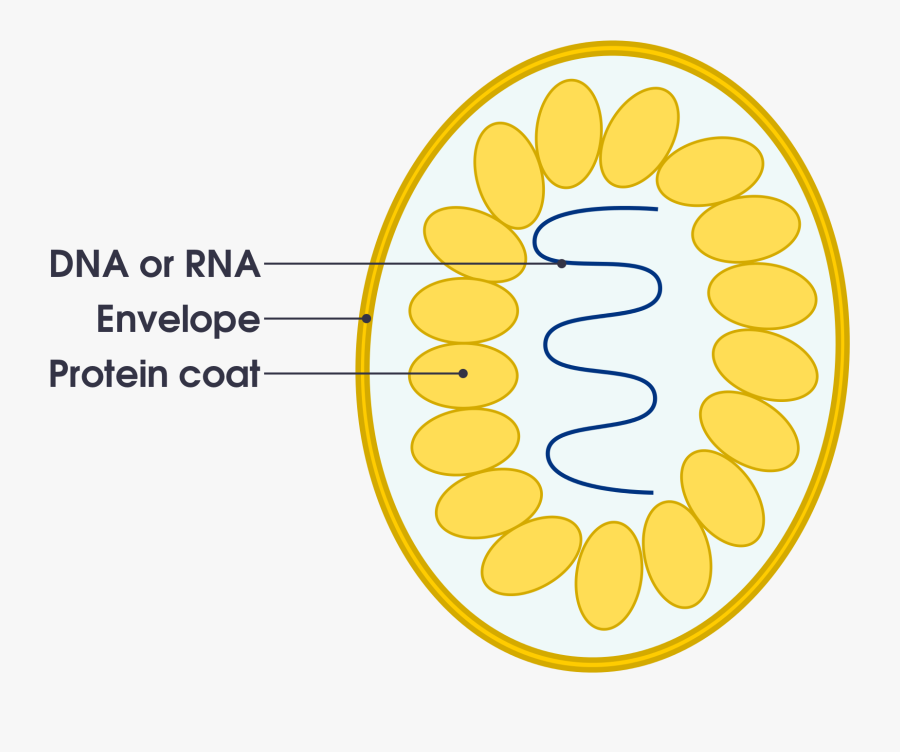 File Simple Diagram Of Virus Svg Simple English Wikipedia - Circle, Transparent Clipart