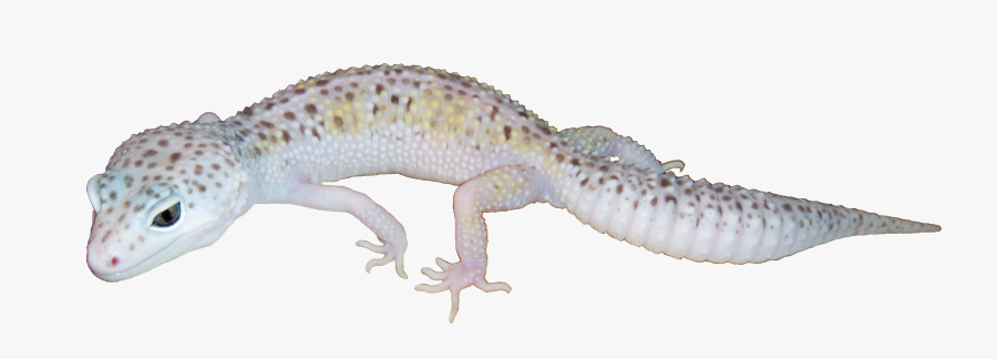 Clip Art Pictures Of Lepord Geckos - White And Yellow Mack Snow Leopard Gecko, Transparent Clipart