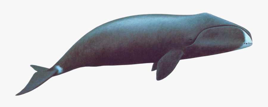 Bowhead Whale Png, Transparent Clipart