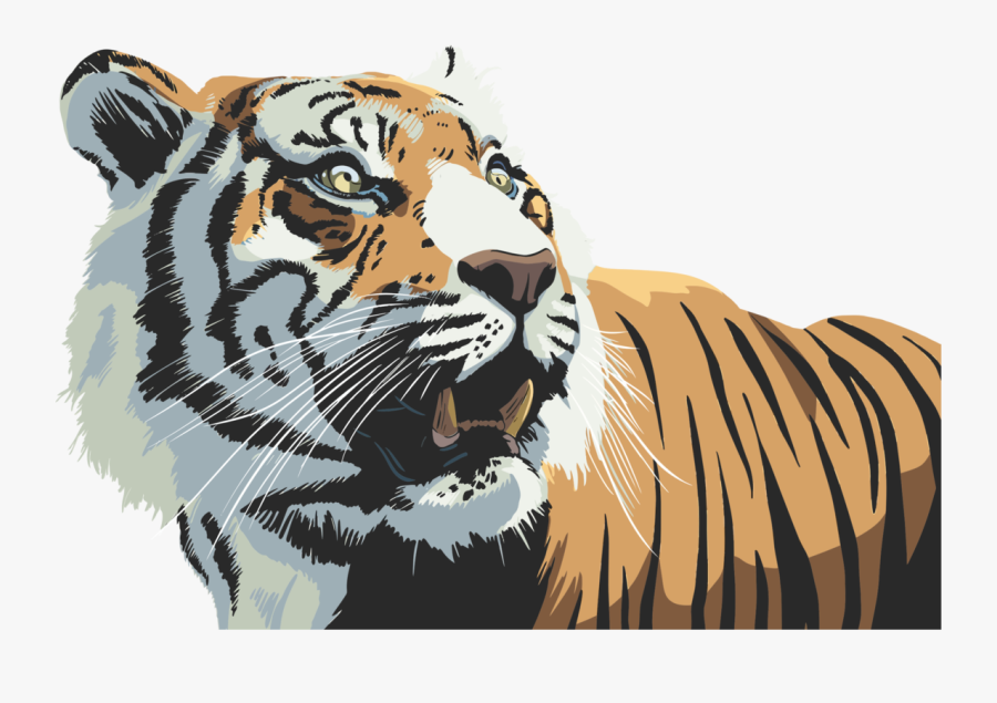 Snout,wildlife,art - Tiger Illustration, Transparent Clipart