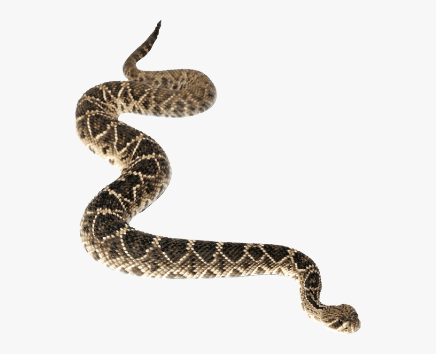 Transparent Snake Clip Art - Transparent Background Transparent Rattlesnake, Transparent Clipart