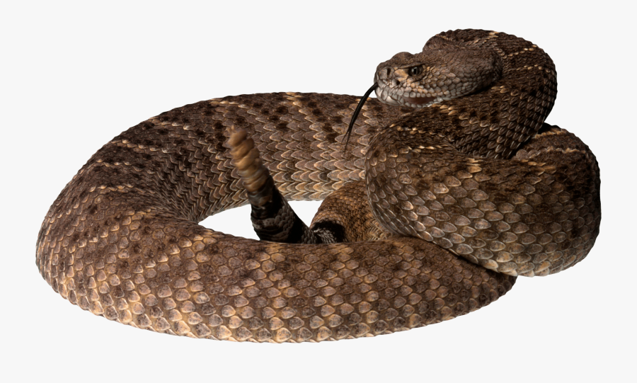 Transparent Viper Clipart - Brown Tree Snake Png, Transparent Clipart