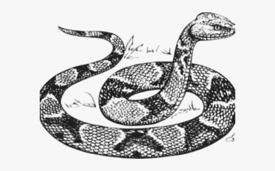 Python Clipart Black And White, Transparent Clipart