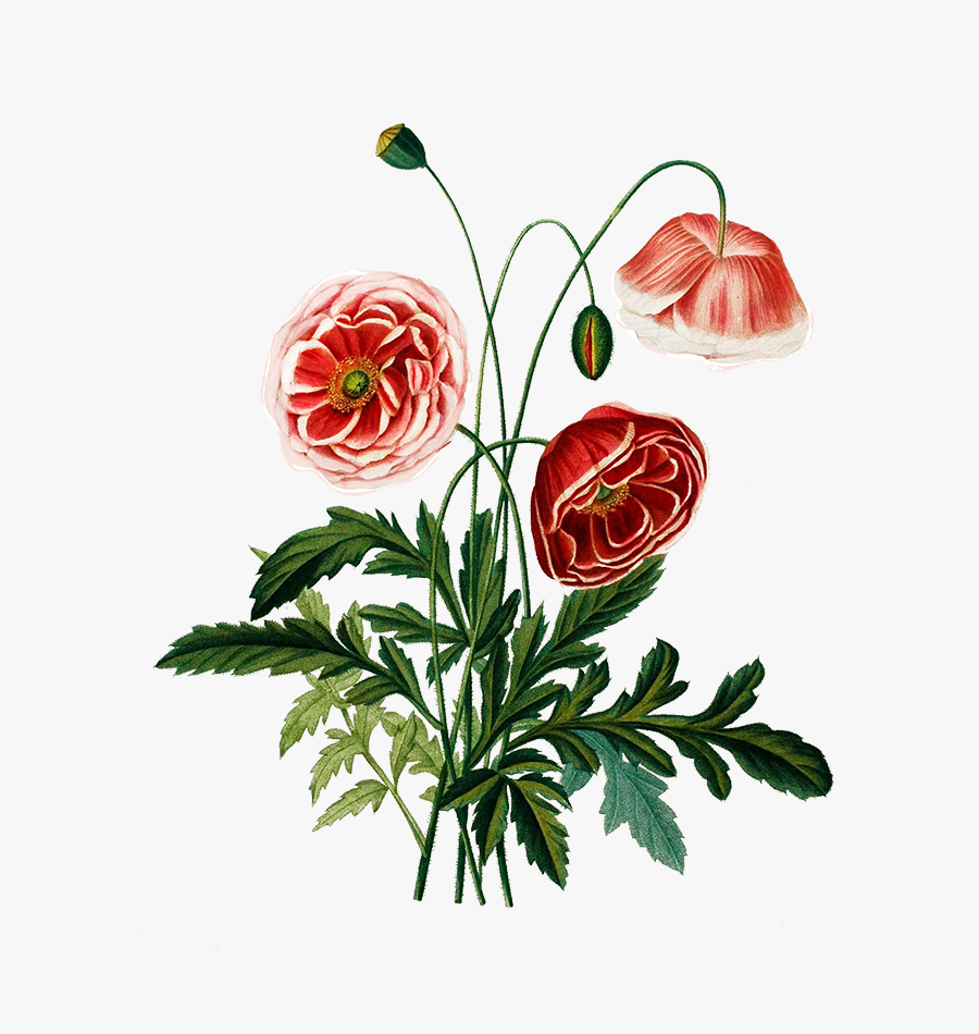 Digital Scrapbooking Flowers - Flower, Transparent Clipart