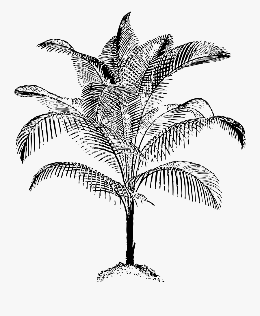 Miniature Coconut Palm Clipart Royalty Free Stock - Black & White Sketch Of Coconut Trees, Transparent Clipart