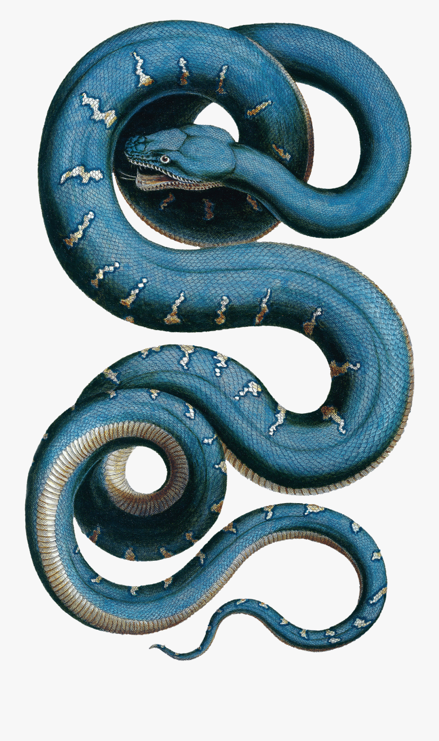 Snake Wall Sticker By Albertus Seba - Albertus Seba Snake, Transparent Clipart