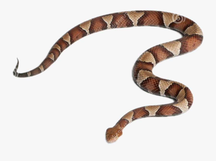 Snake Clipart Copperhead - Copperhead Snake White Background, Transparent Clipart