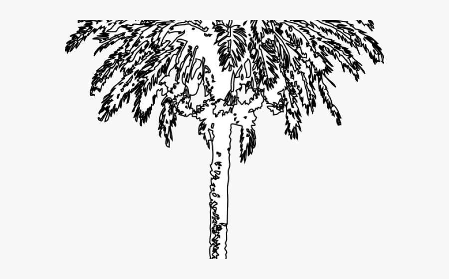 Pond Pine, Transparent Clipart