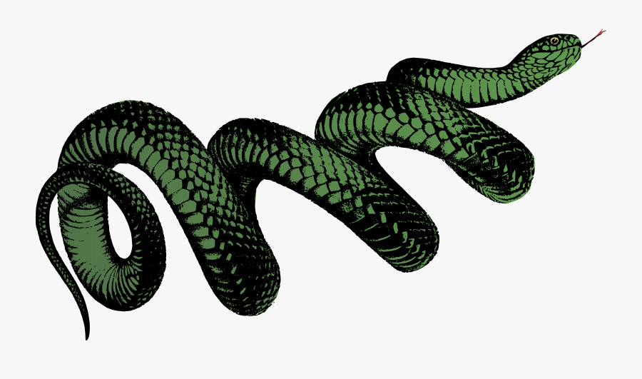 Elapidae,reptile,serpent - Png Transparent Snake Png, Transparent Clipart