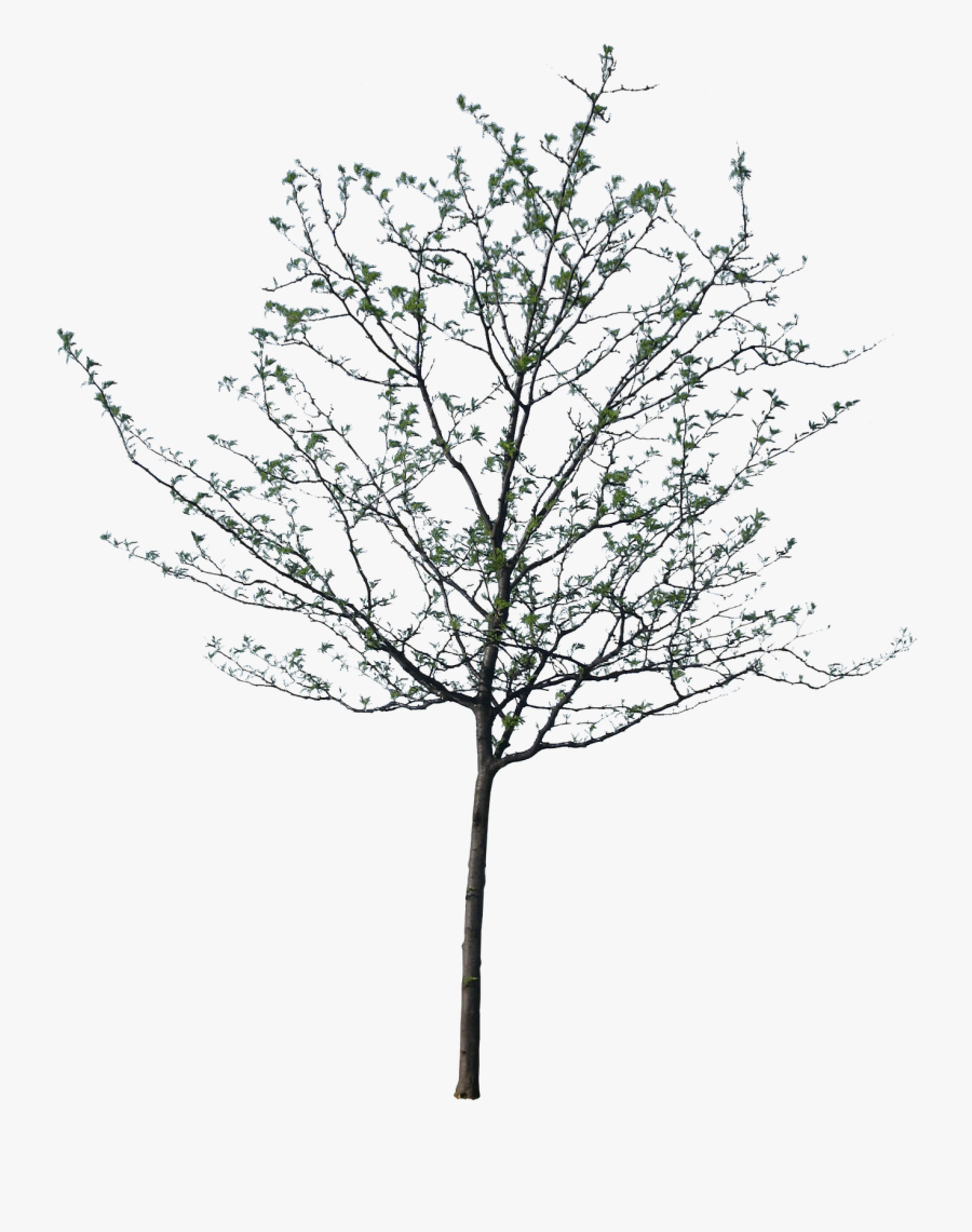 Shrub Clipart Cutout - Cut Out Png Tree, Transparent Clipart