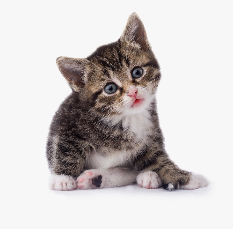 Kitten Transparent Image - Cat Png, Transparent Clipart