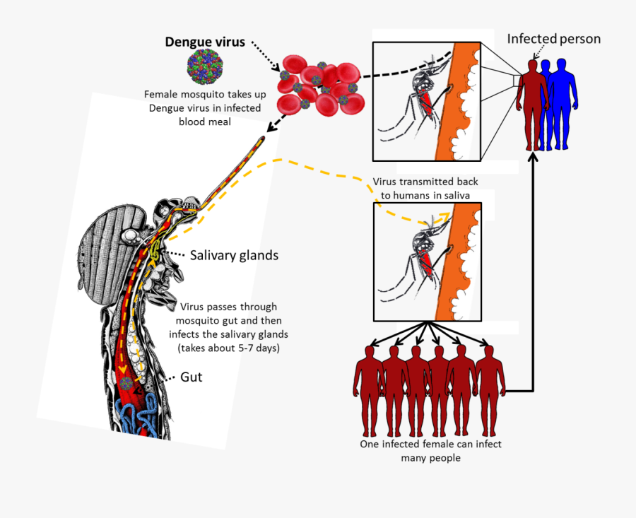 Life Cycle Of Dengue