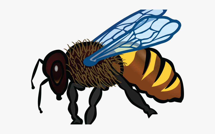 India Clipart Bee - Honey Bee Drawing In Color, Transparent Clipart